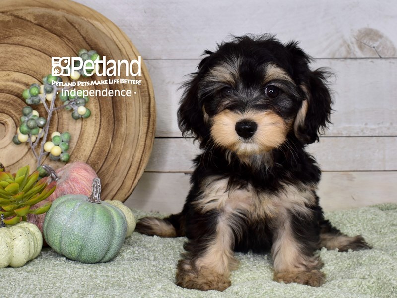 Puppy Black & Tan ID257703 Located at Petland Independence, Missouri