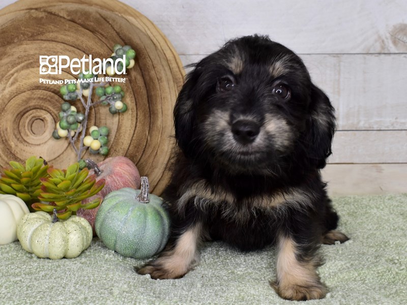 Puppy Black & Tan ID257703 Located at Petland Independence, Missouri