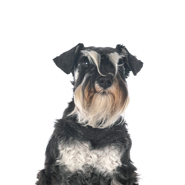what is the background behind the schnauzer terriers