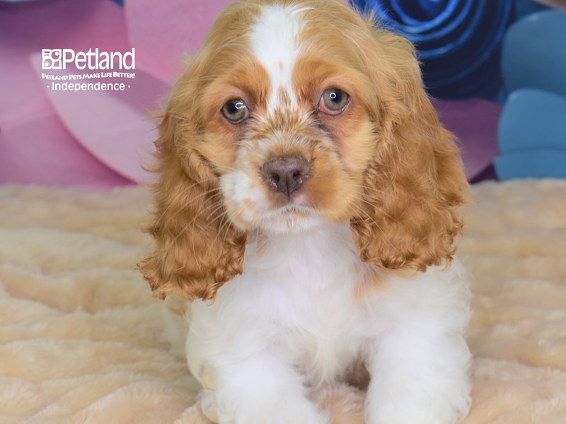 Cocker Spaniel Puppy ID:2618 Located at Petland Independence, Missouri