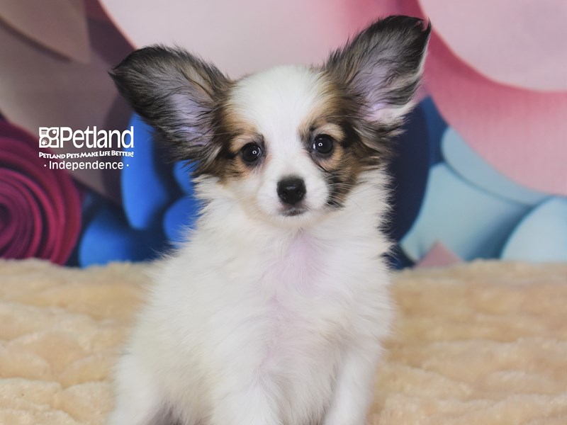Papillon-DOG-Female-Red and White-2825541-Petland Independence, Missouri