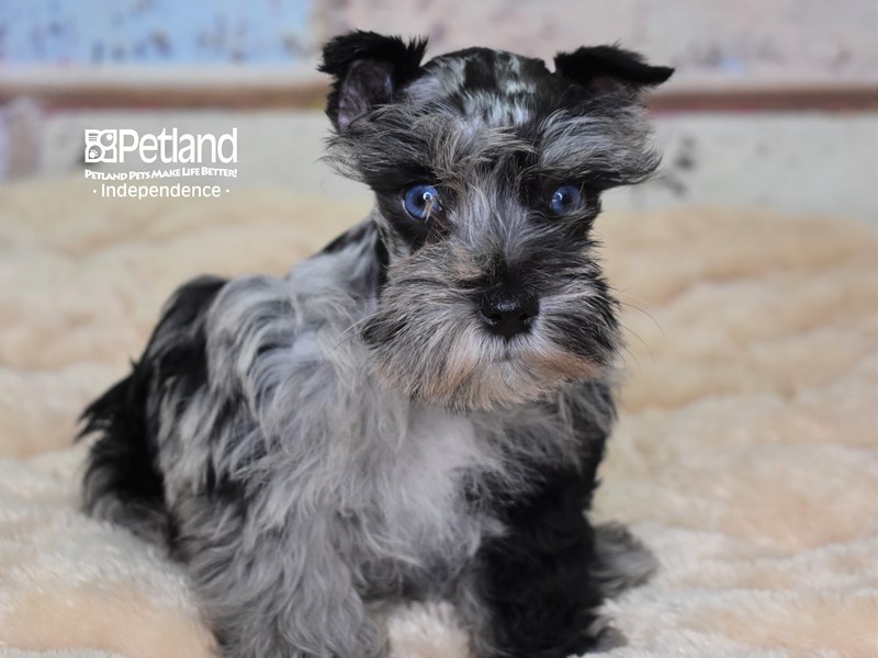 Miniature Schnauzer Puppy Blue Merle ID 2993 Located at Petland Independence Missouri