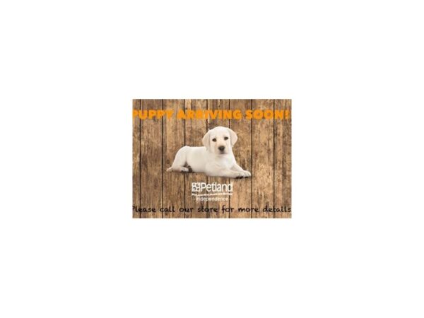 Miniature Goldendoodle DOG Male 3587 Petland Independence, Missouri
