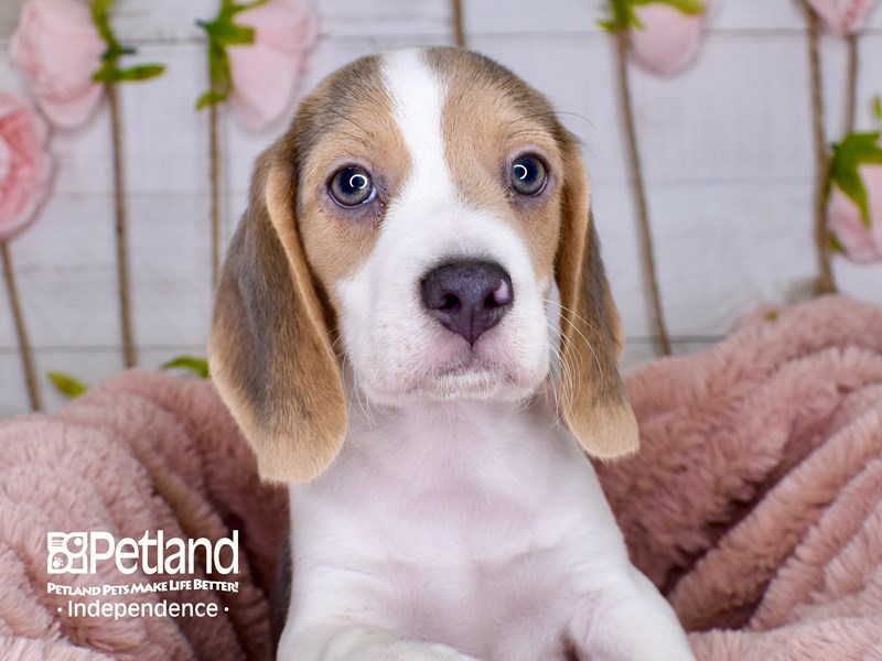 Blue tan and white hot sale beagle