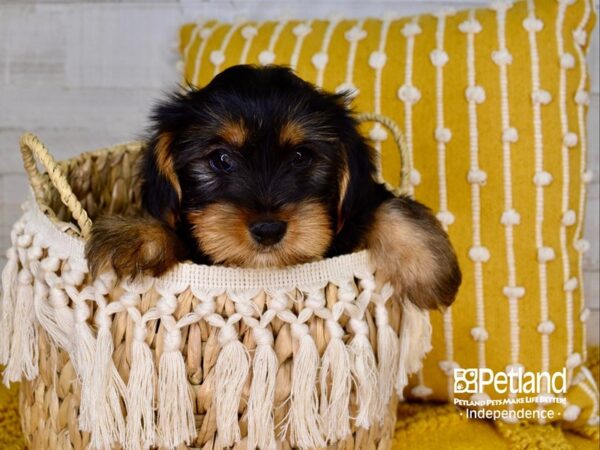 Yorkshire Terrier DOG Male Black and Tan 3910 Petland Independence, Missouri