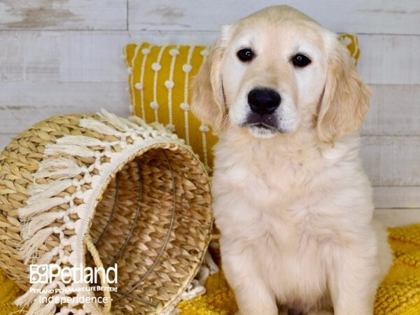 Golden Retriever-DOG-Male-Light Golden-3911-Petland Independence, Missouri