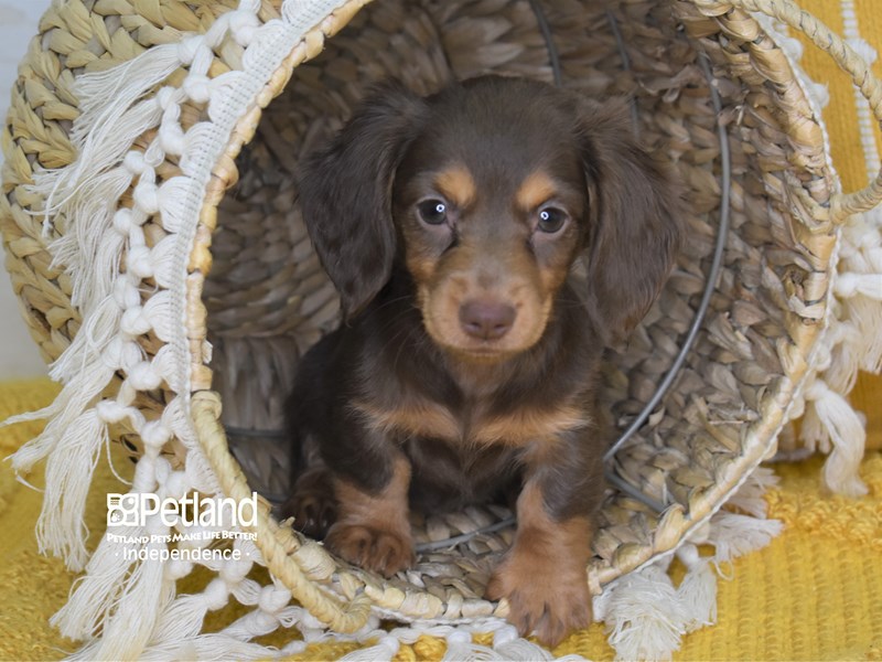 Dachshund Puppies - Breed Info - Petland Independence, Missouri