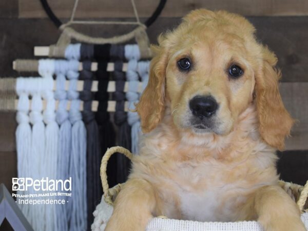 Golden Retriever DOG Female Golden 4131 Petland Independence, Missouri