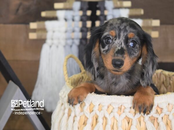 Dachshund Puppies - Breed Info - Petland Independence, Missouri