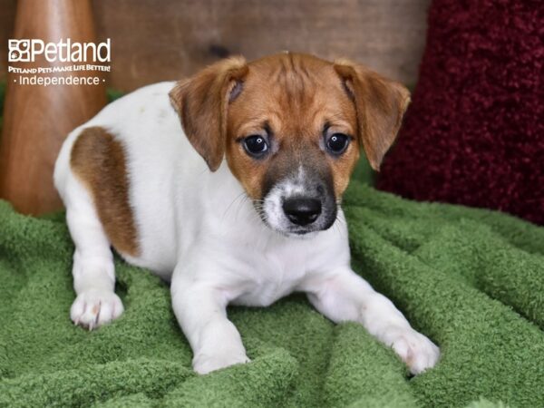 Jack Russell Terrier-DOG-Female-Tan & White-4672-Petland Independence, Missouri