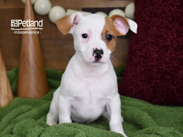Jack Russell Terrier-DOG-Male-Tan & White-4671-Petland Independence, Missouri