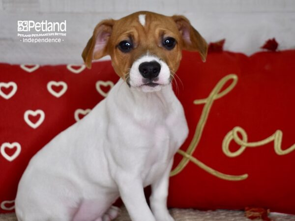 Jack Russell Terrier-DOG-Male-Tan & White-4740-Petland Independence, Missouri