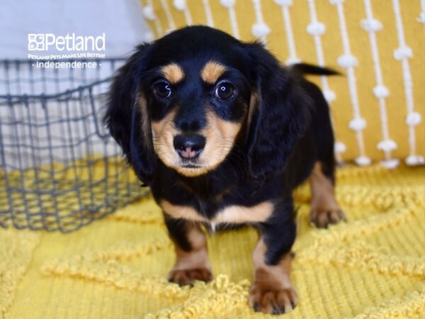 Dachshund Puppies - Breed Info - Petland Independence, Missouri