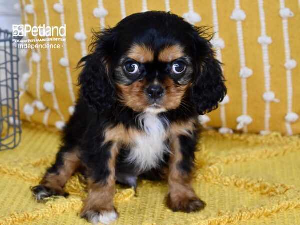 Picking Up My New Puppy! Cavalier King Charles Spaniel, Black and Tan. 
