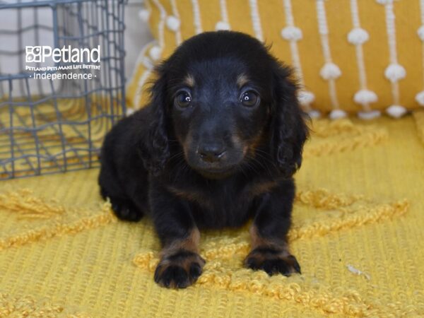 long haired dachshund black and tan puppy