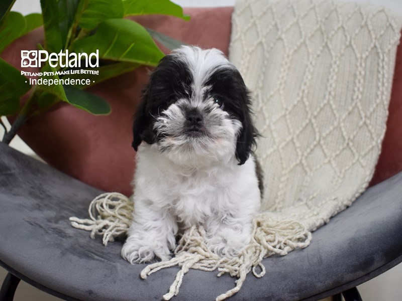 are male or female shih tzus more affectionate