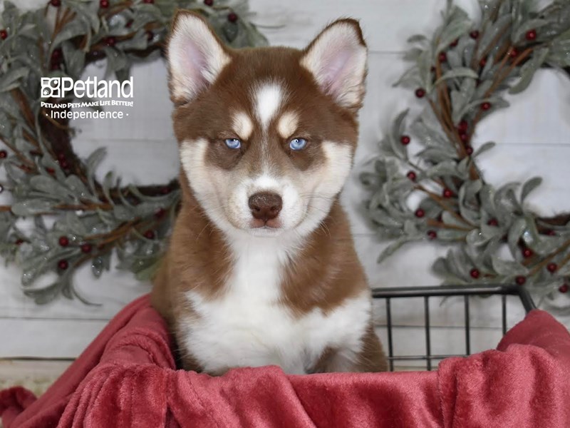 how do you give a pomsky a bath