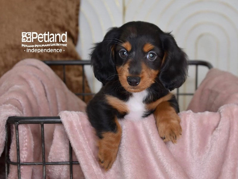 https://www.petlandindependence.com/wp-content/uploads/2023/01/2640548_800-2.jpg