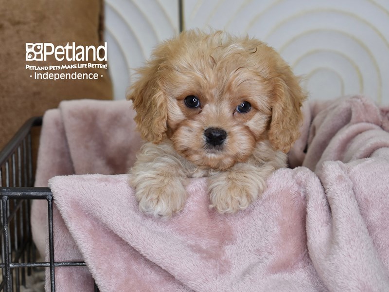 Cavalier King Charles Spaniel - Breed Info - Petland Independence