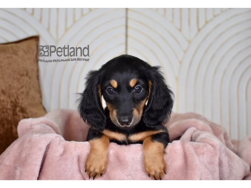 Dachshund Puppies - Breed Info - Petland Independence, Missouri