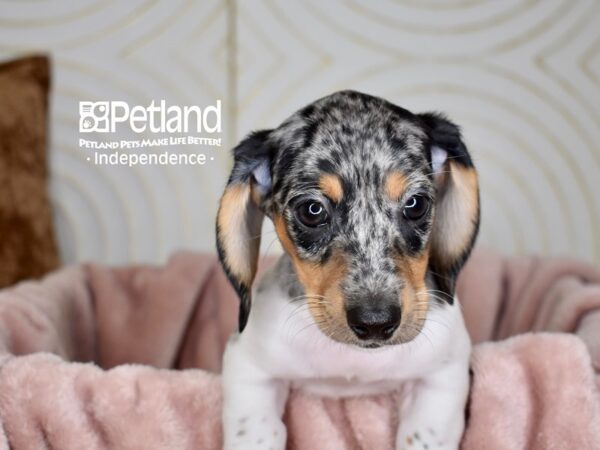Dachshund Puppies - Breed Info - Petland Independence, Missouri