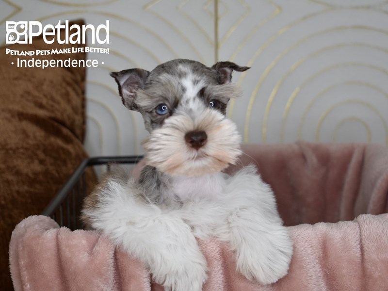 Miniature Schnauzer Puppy Chocolate / White ID:6760 Located at