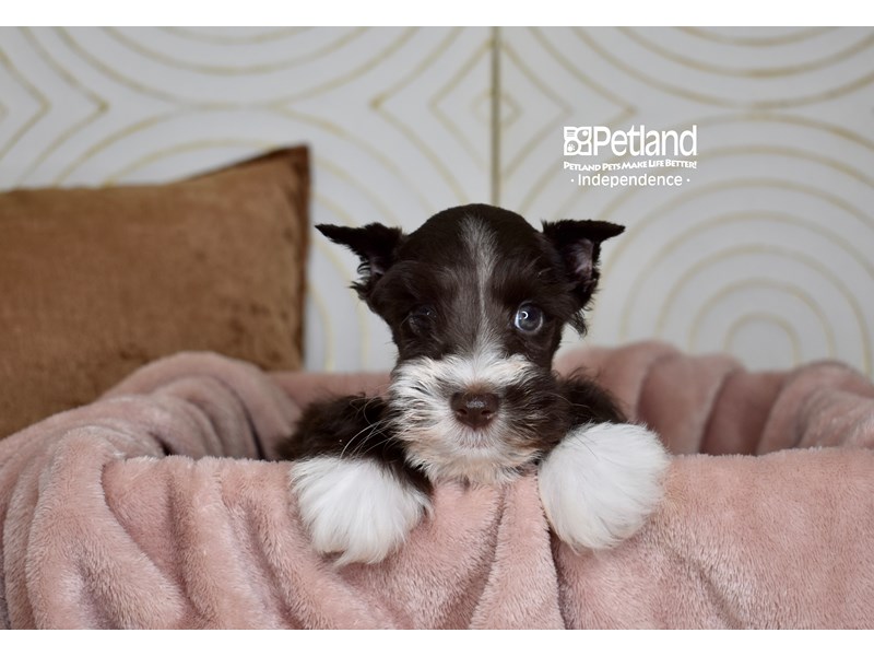 Miniature Schnauzer - Breed Info - Petland Independence