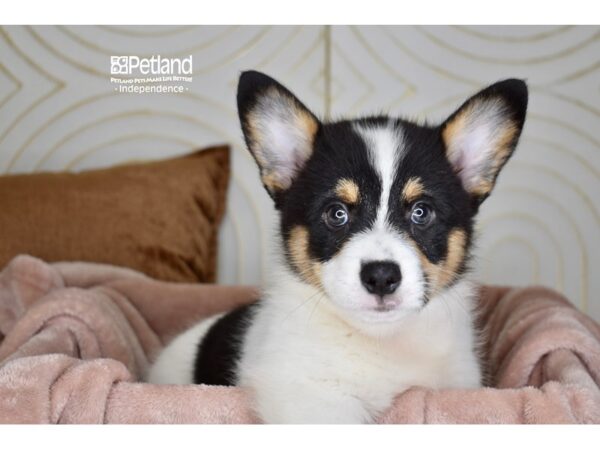 Papillon-DOG-Female-Red and White-2825541-Petland Independence, Missouri