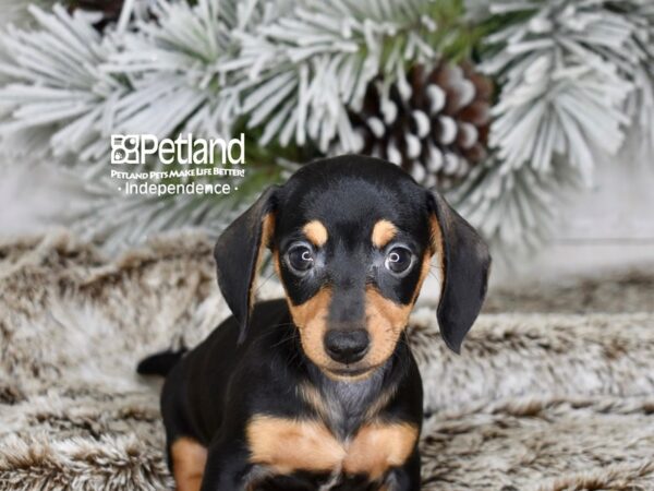 Miniature Dachshund puppies for sale