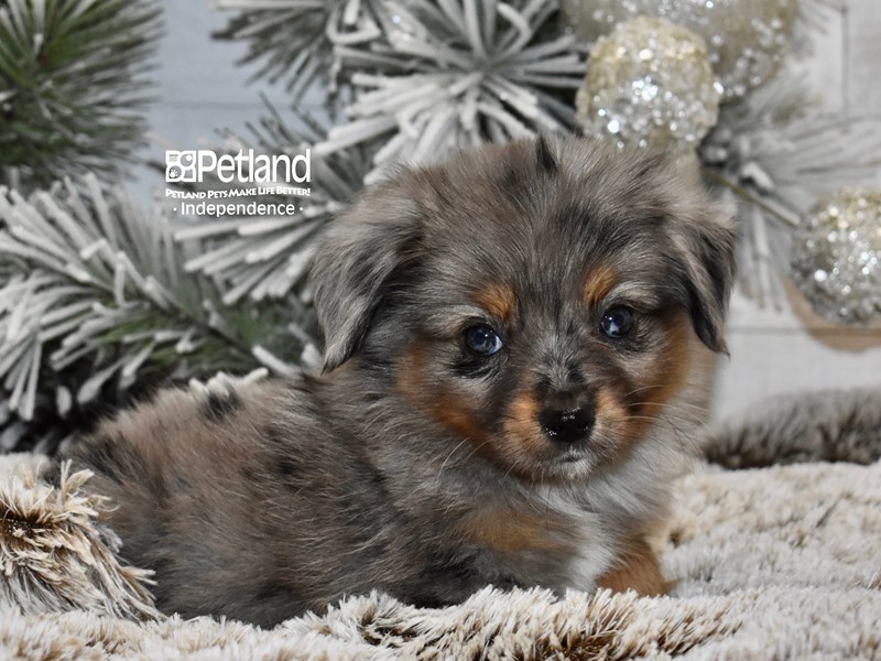 Toy Australian Shepherd For Sale