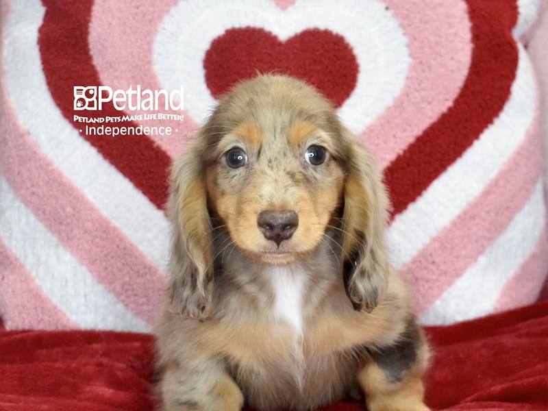 Dachshund Puppies - Breed Info - Petland Independence, Missouri