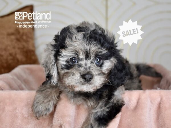 Dachshund Puppies - Breed Info - Petland Independence, Missouri