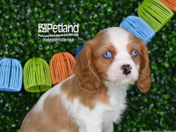 [#6351] Blenheim Female Cavalier King Charles Spaniel Puppies For Sale
