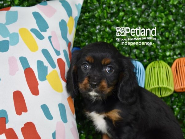 [#6350] Black & Tan Male Cavalier King Charles Spaniel Puppies For Sale