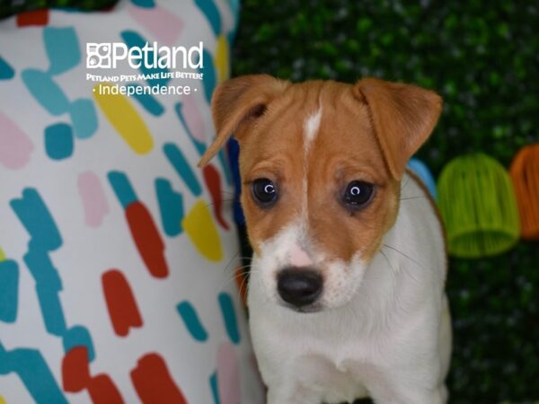 [#6353] Brown & White Male Jack Russell Terrier Puppies For Sale