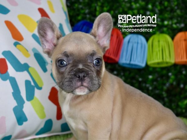 [#6362] Blue Fawn Female French Bulldog Puppies For Sale