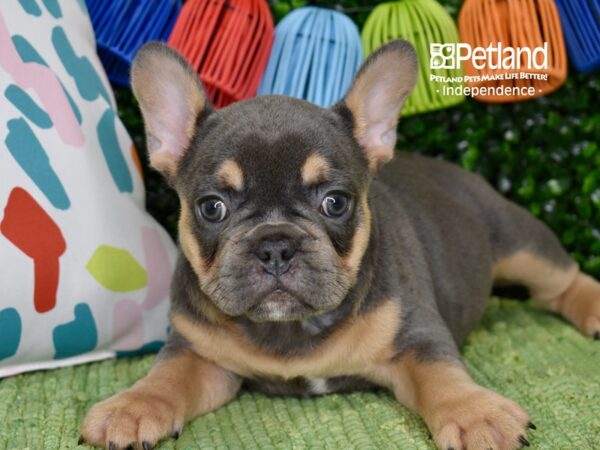 [#6360] Blue & Tan Female French Bulldog Puppies For Sale