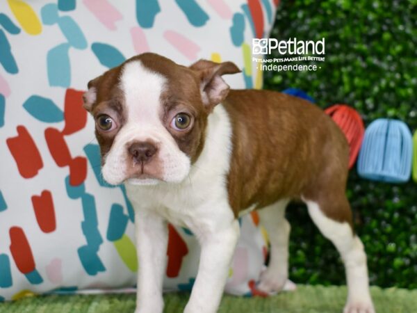 [#6369] Seal / White Female Boston Terrier Puppies For Sale