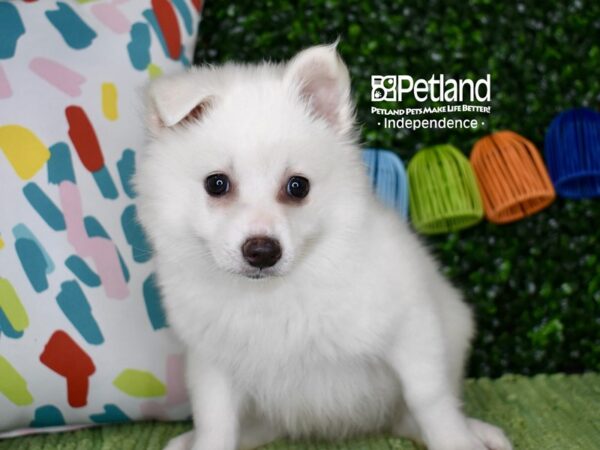 [#6366] White Female American Eskimo Puppies For Sale