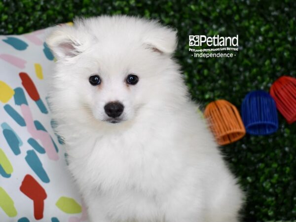[#6365] White Male American Eskimo Puppies For Sale