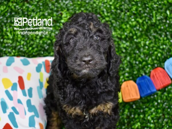 [#6378] Black Male Goldendoodle 2nd Gen Puppies For Sale