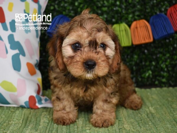 [#6382] Sable Female Cavapoo Puppies For Sale