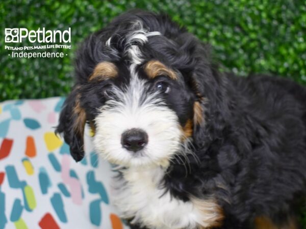 [#6383] Black, Tan, & White Male Miniature Bernadoodle Puppies For Sale