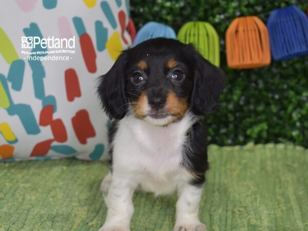 [#6391] Black, Tan, & White, Long Haired Female Dachshund Puppies For Sale