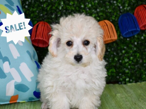 [#6293] Cream Male Poodle Puppies For Sale