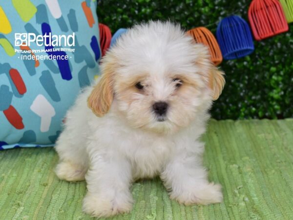 [#6400] Tan & White Male Shih Poo Puppies For Sale