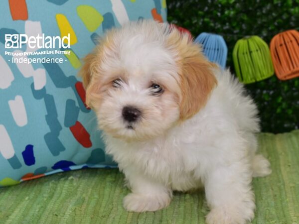 [#6399] Tan & White Male Shih Poo Puppies For Sale