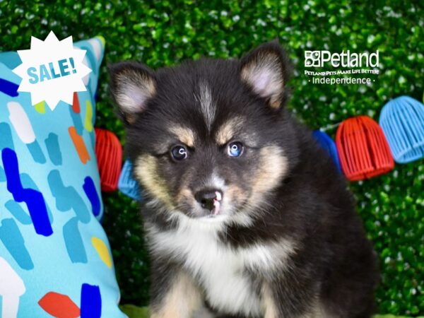 [#6317] Black, Tan, & White Male Pomsky 2nd Gen Puppies For Sale