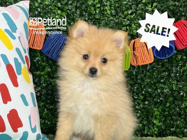 [#6339] Cream Male Pomeranian Puppies For Sale
