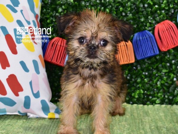 [#6402] Belge Female Brussels Griffon Puppies For Sale